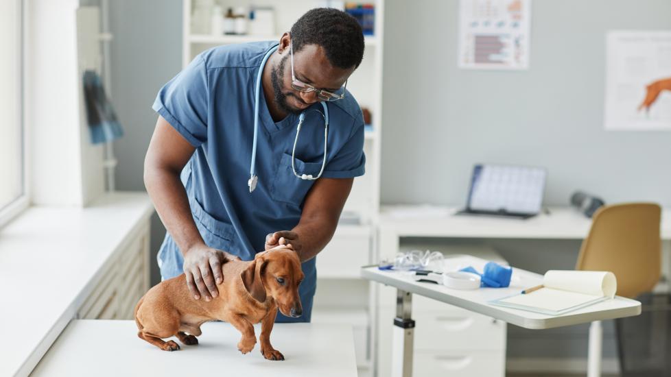Intervertebral disk disease in dogs; a vet standing over a Dachshund examining their spine. 